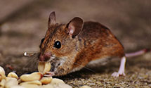 24 Hour & Emergency Exterminators in Swannanoa, NC